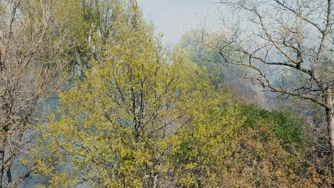 A forest fire burns grass Stock Footage 112263602