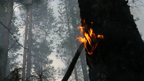 The forest fire burns the pine in close-up Stock Footage 168325670
