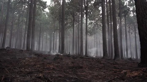 Forest Fire burns | Smoke | Climate Change | Disaster Area | HD Stock Footage 169724519