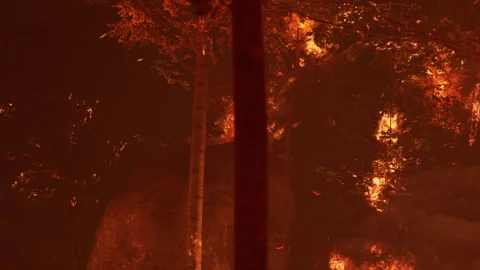 Forest fire burns trees and wildlife in a dry area during a hot summer Vídeos de archivo 338321649