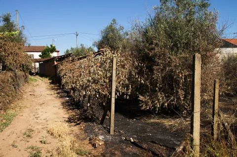 Forest fire burnt ground next to a small village - Pedrogao Grande Stock Photos