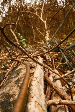 Forest fire, burnt trees after forest fire. fire forest effect Stock Photos