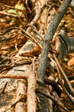 Forest fire, burnt trees after forest fire. fire forest effect Stock Photos