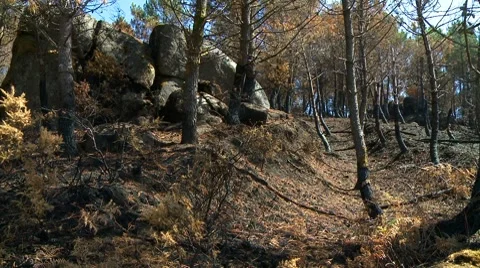 Forest fire burnt trees Stock Footage 8606547