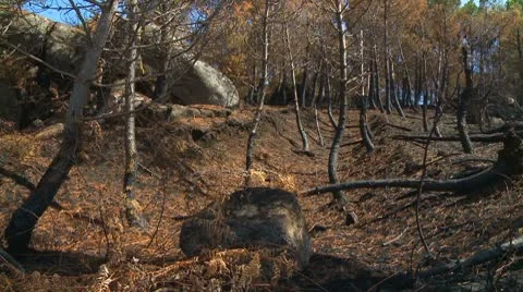 Forest fire burnt trees Stock Footage 8946182
