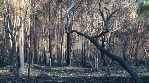 Forest fire burnt trees Stock Footage 12161825