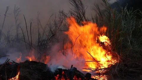 Forest fire Bushes are burning, the air is polluted with smoke. Fire, close-up. Stock Footage 118987742