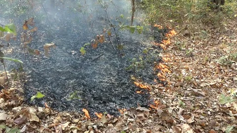 Forest fire, Cambodia Stock-Footage 70795458