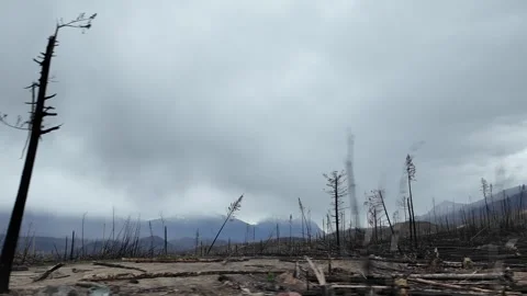 Forest Fire in Canada Stock Footage 314798333