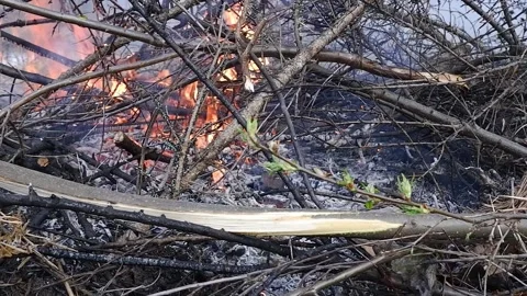 Forest fire. Close-up of burning bushes and grass in case of fire. Stock Footage 171831349