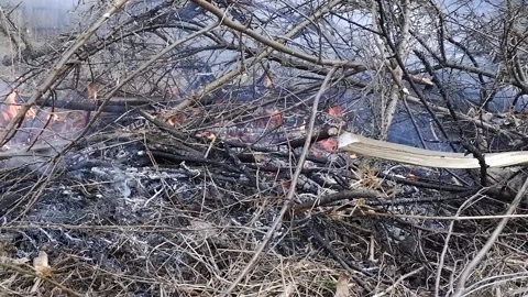 Forest fire. Close-up of burning bushes and grass in case of fire. Stock Footage 171831365