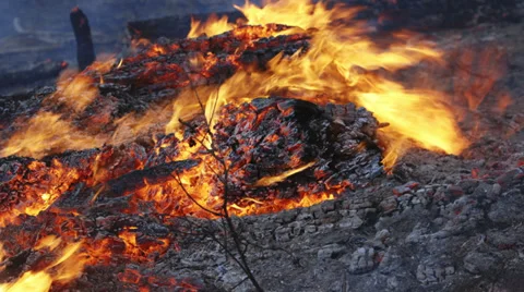 Forest Fire Close Up Burning Logs on the Ground, Tilt-Up from Burning Stump Stock Footage 30115613