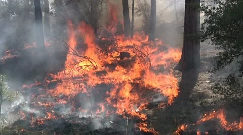 Forest fire close up Stock Footage 9443375