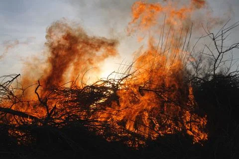 Forest fire close-up Stock Photos