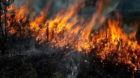 Forest fire closeup Vídeos de archivo 42421913
