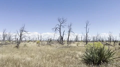 Forest fire in Colorado Stock Footage 318848173