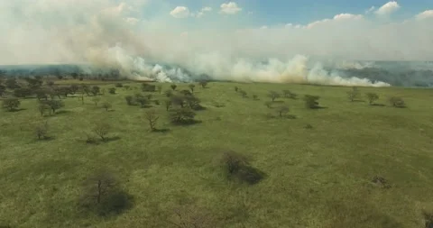 A forest fire completely destroying forests and animals in Karamoja Stock Footage 146489378