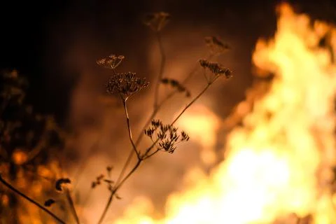 Forest fire concept. Wildfire. Night fire in the forest. Defocused Stock Photos