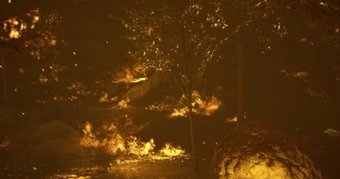 Forest fire consumes trees and underbrush during a dry summer evening Stock Footage 313927902