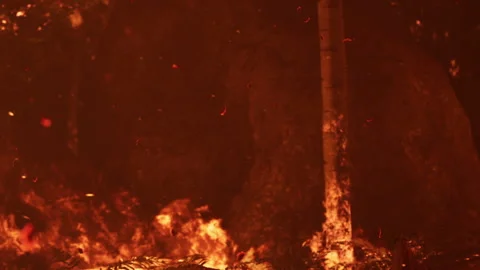 Forest fire consumes trees and rocks in a dense area during nighttime Stock Footage 339502278