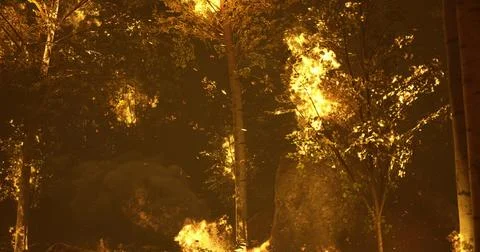 Forest fire consumes trees in a dramatic display of flames at night Stock Illustration