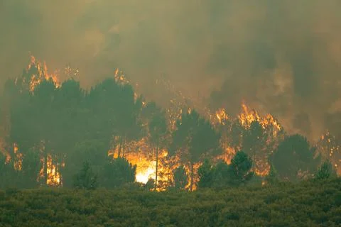 Forest fire consuming trees creating smoke Stock Photos