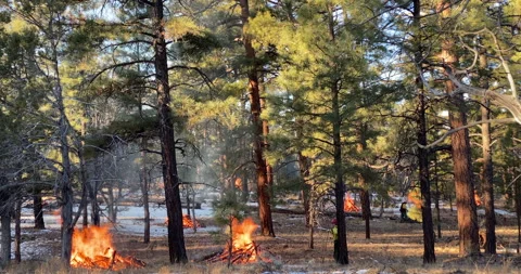 Forest Fire Controlled Burn by the USDA Forest Service WideShot Stock Footage 146668932