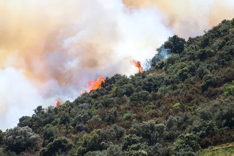 Forest fire on the Costa Brava. Stock Photos