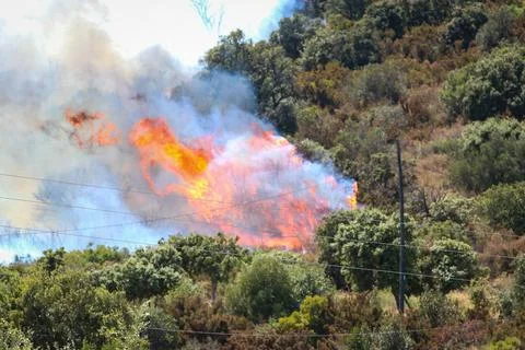 Forest fire on the Costa Brava. Stock Photos