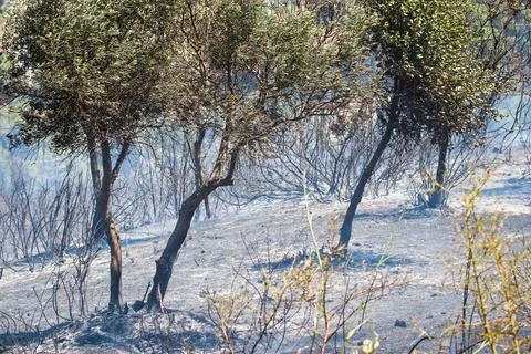 Forest fire on the Costa Brava. Stock Photos