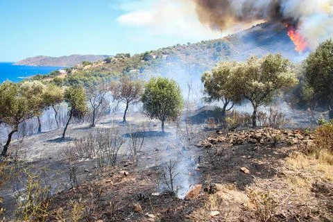 Forest fire on the Costa Brava. Stock Photos