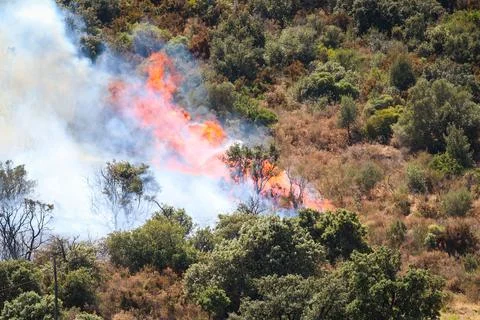 Forest fire on the Costa Brava. Stock Photos