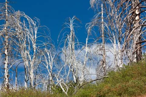 Forest Fire Damage Stock Photos