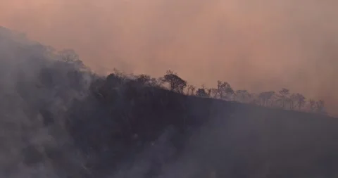 Forest Fire at Dawn: Smoke and Flames on Hillside with Calcined Trees Stock Footage 241017047