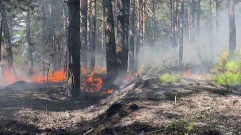Forest fire with dense smoke destroys natural vegetation Stock Footage 134410724