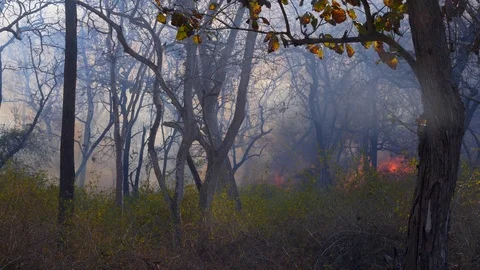 Forest Fire destroying vegetation in hot sunny summer afternoon. 動画素材 103497177