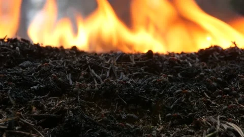 The forest fire destroys the anthill in Siberia. Stock Footage 168328638