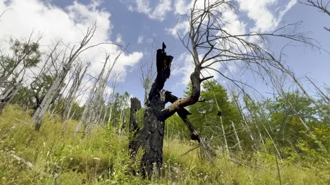 Forest Fire Destruction Charred Dead Tree And Nature Recovery Stock Footage 344314737