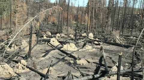 Forest Fire Devastation Video stock 853882