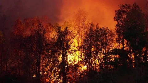 Forest fire disaster is burning caused by human. Stock Footage 135364168