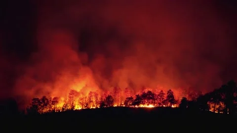 Forest fire disaster is burning caused by human. Stock Footage 136802235