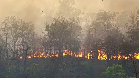 Forest fire disaster is burning caused by human. Stock Footage 137435786