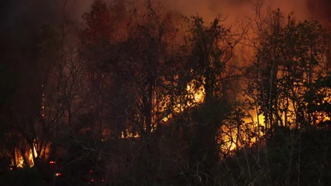 Forest fire disaster is burning caused by human Stock Footage 140723182