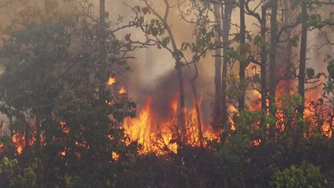 Forest fire disaster is burning caused by human Stock Footage 144661039