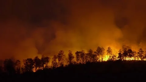 Forest fire disaster is burning caused by human Stock Footage 145389279