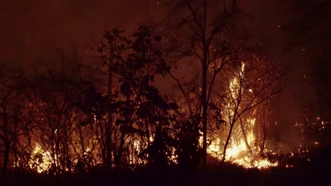 Forest fire disaster is burning caused by human Stock Footage 154354217