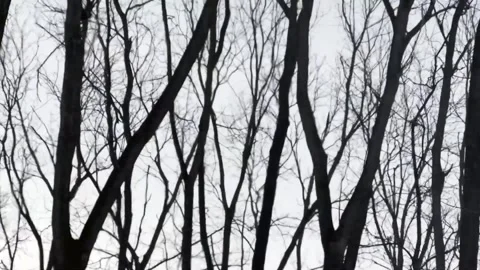 Forest fire disaster is burning caused by human. Forest Trees in winter mirage Stock Footage 233761665