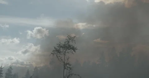 Forest fire in the distance, burning forest, smoke rising towards sky Stock Footage 269387770