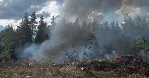 Forest fire in the distance, burning forest, smoke rising towards sky Stock Footage 269434924