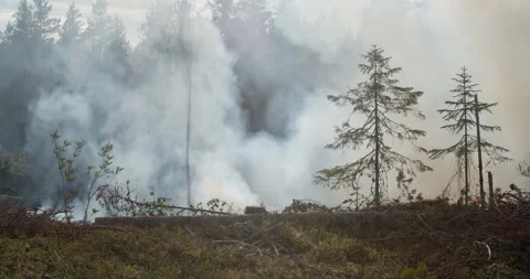 Forest fire in the distance, burning forest, trunks, smoke rising towards sky Stock Footage 269443614